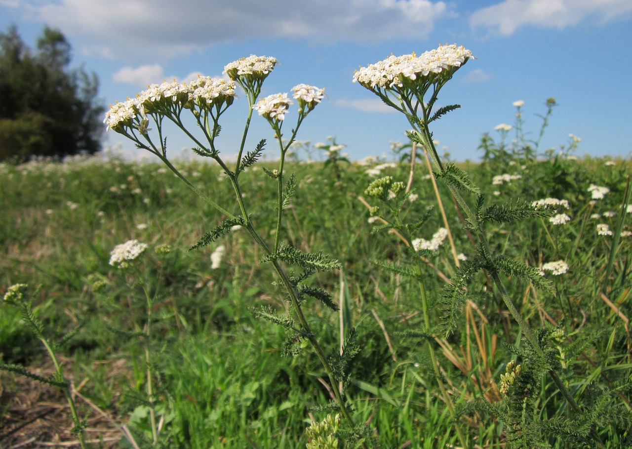 white flowering weed growing in pasture