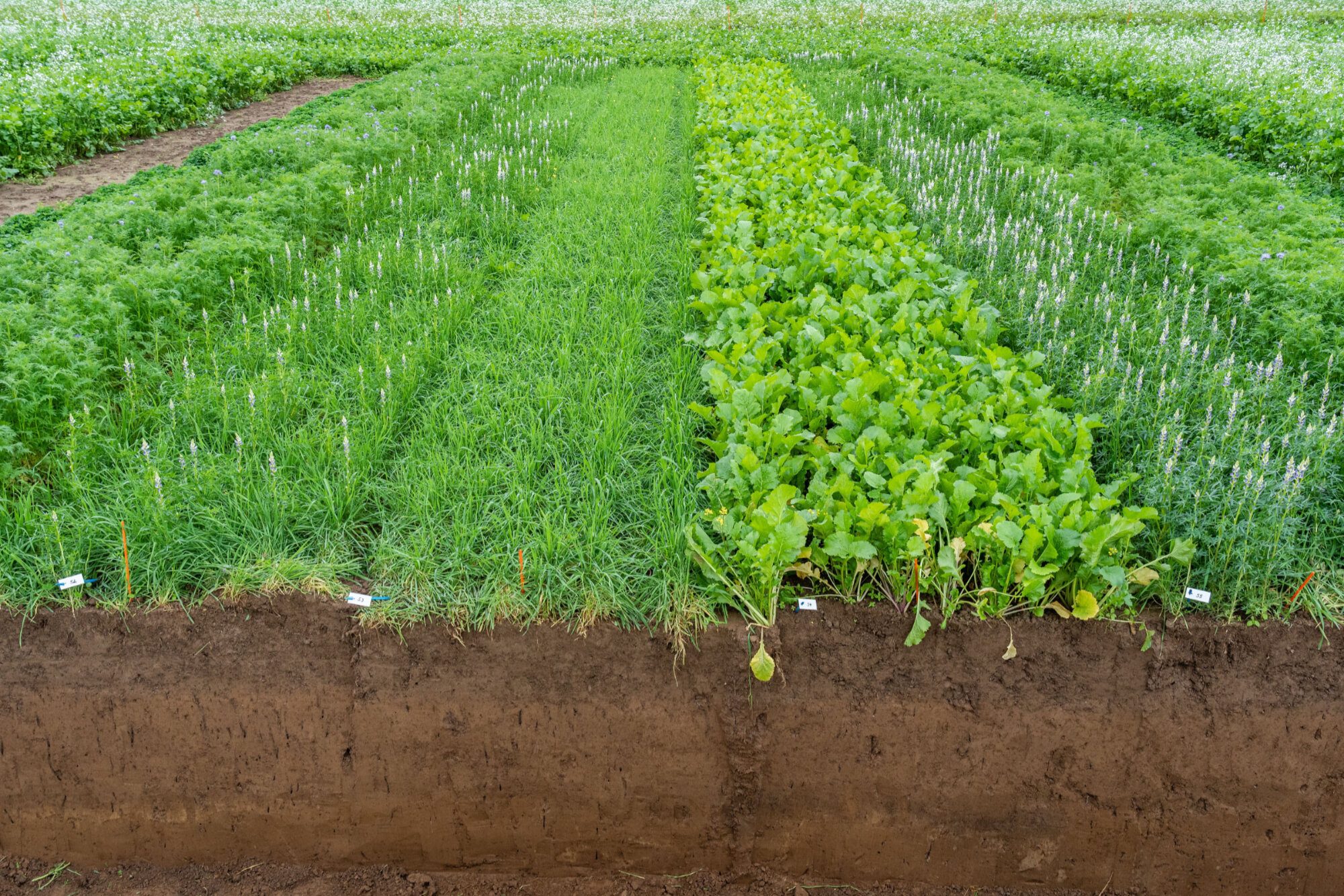 The Basics of Cover Crops