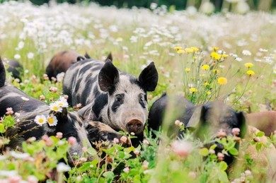 Pastured Pigs: Crazy or Genius?