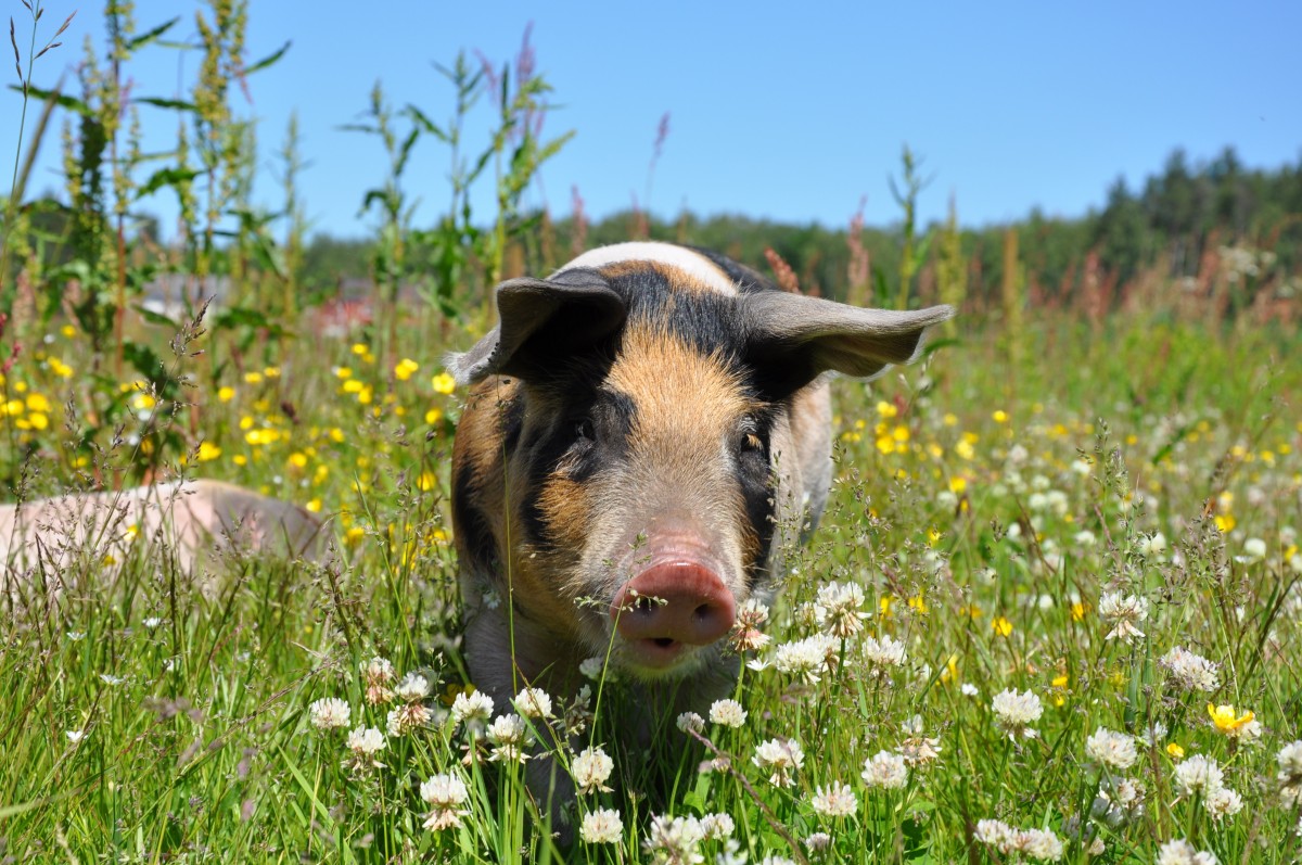 Pigs grazing freely in a well-maintained pasture